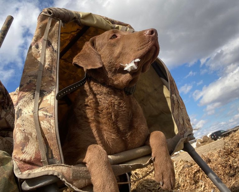 A chesapeake bay retriever marks pigeons in a dog stand while pigeon hunting.