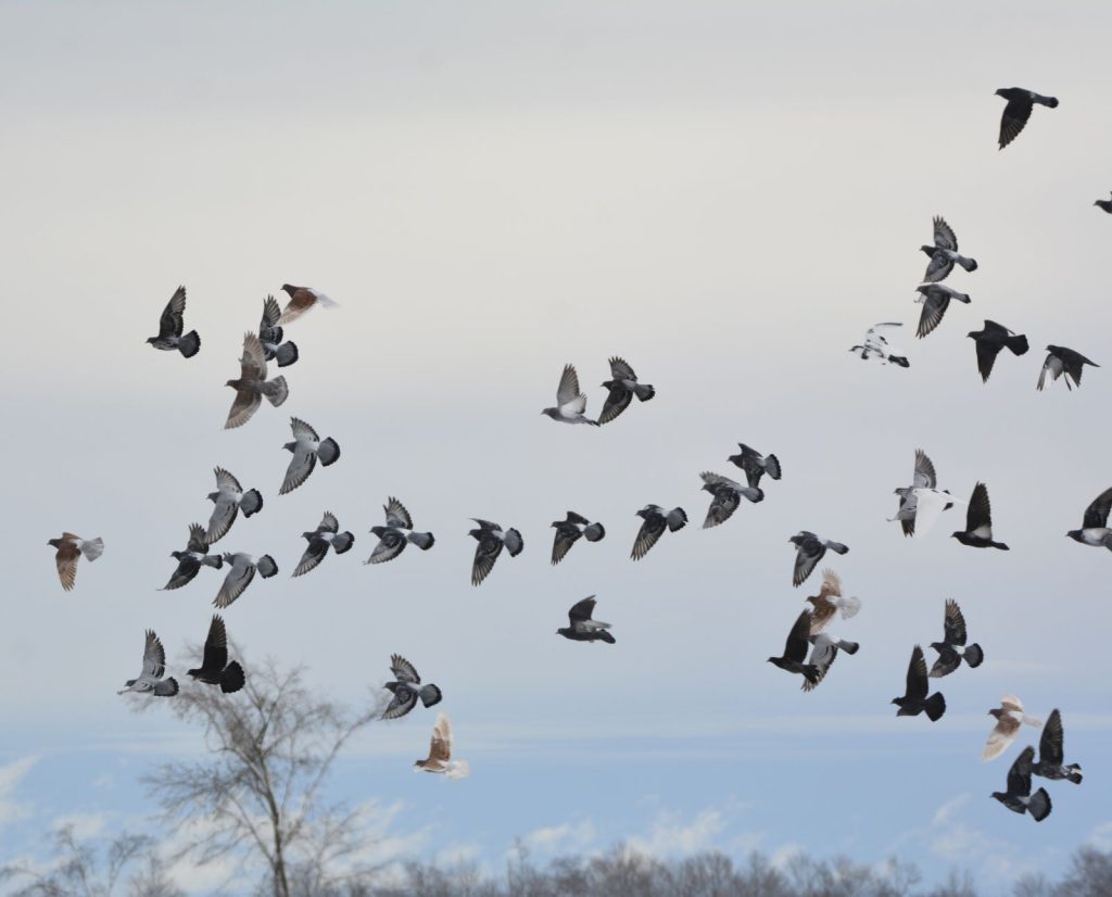 A flock of pigeons flies by while pigeon hunting and retriever training.