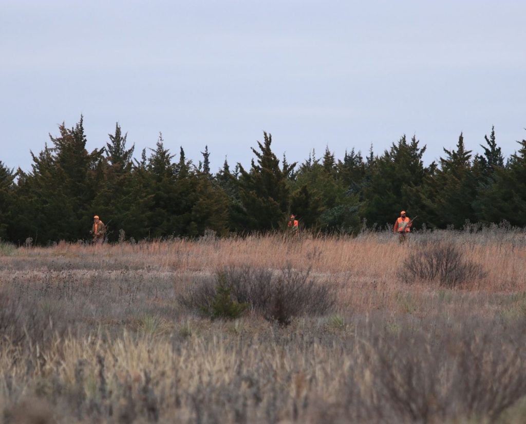 Three upland bird hunters hunt a shelterbelt in a field for pheasants and other upland birds.