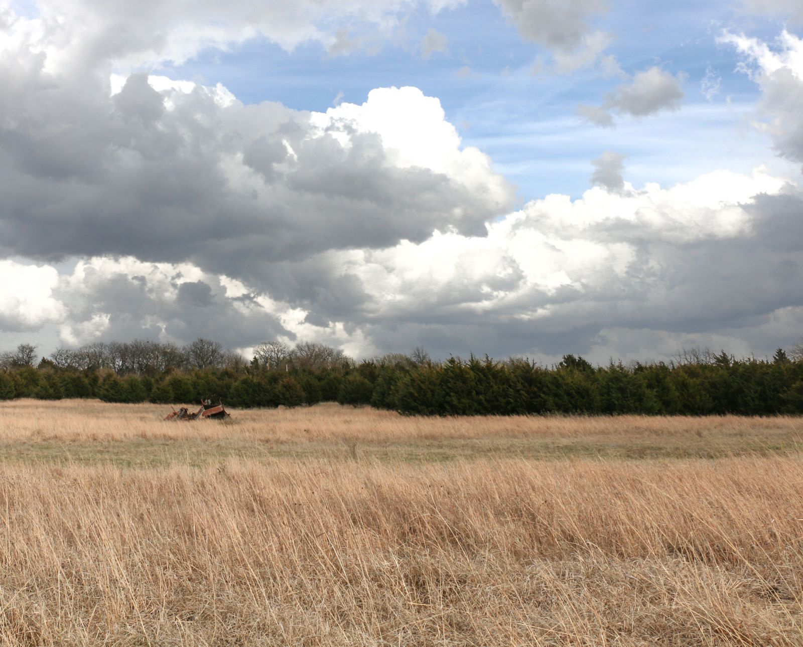 A shelterbelt in Kansas near a wheat field for pheasants and other upland bird habitat.