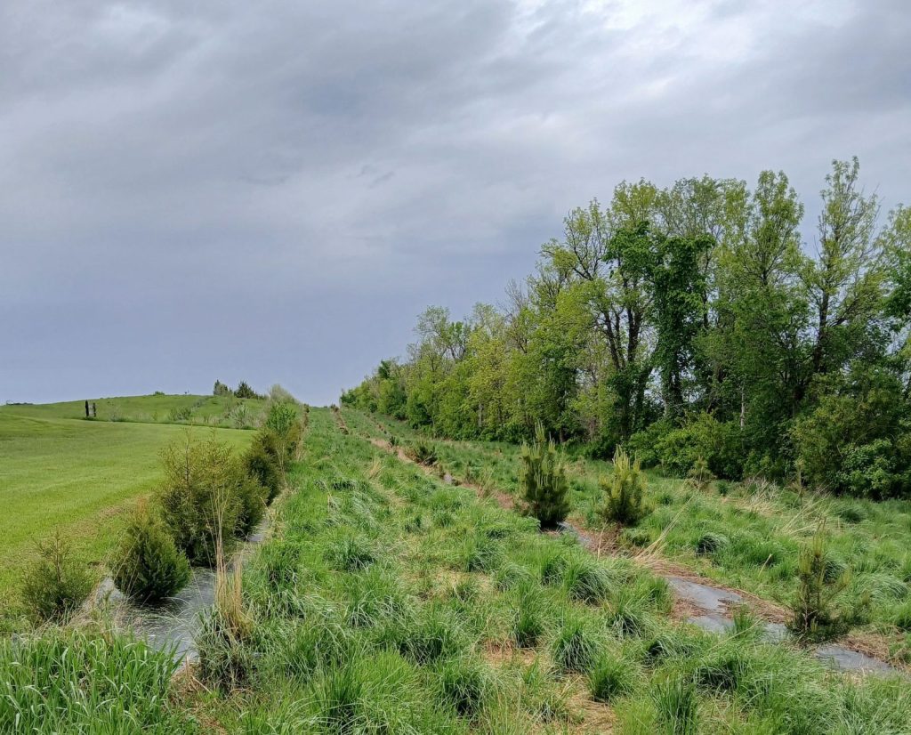A newly planted shelterbelt with conifers, hardwoods, and weed barrier fabric.