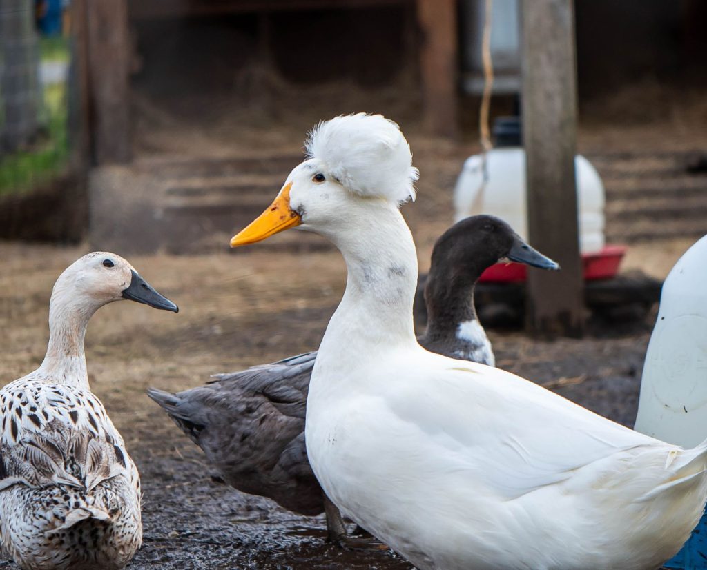Domestic ducks on a small homestead.