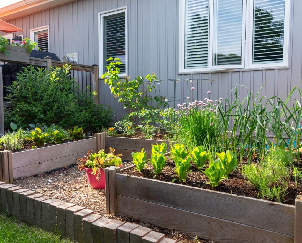 A backyard homestead in an urban area with raised garden beds.