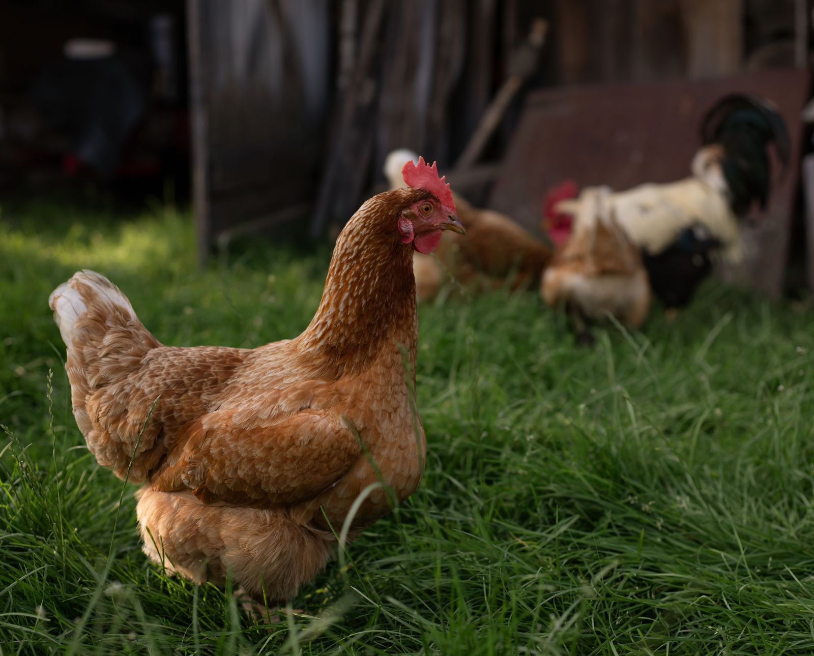 Chickens in a backyard homestead.