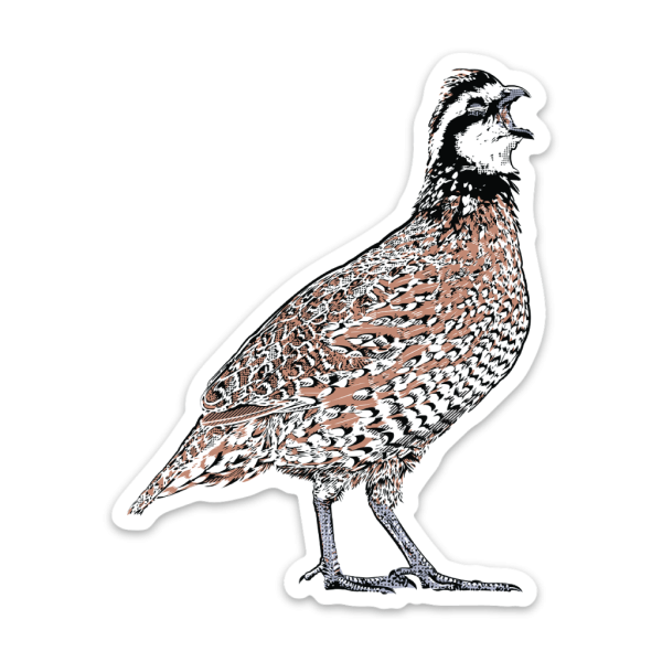 Bobwhite-Quail-Classic-Sticker Bobwhite Quail Vinyl Sticker