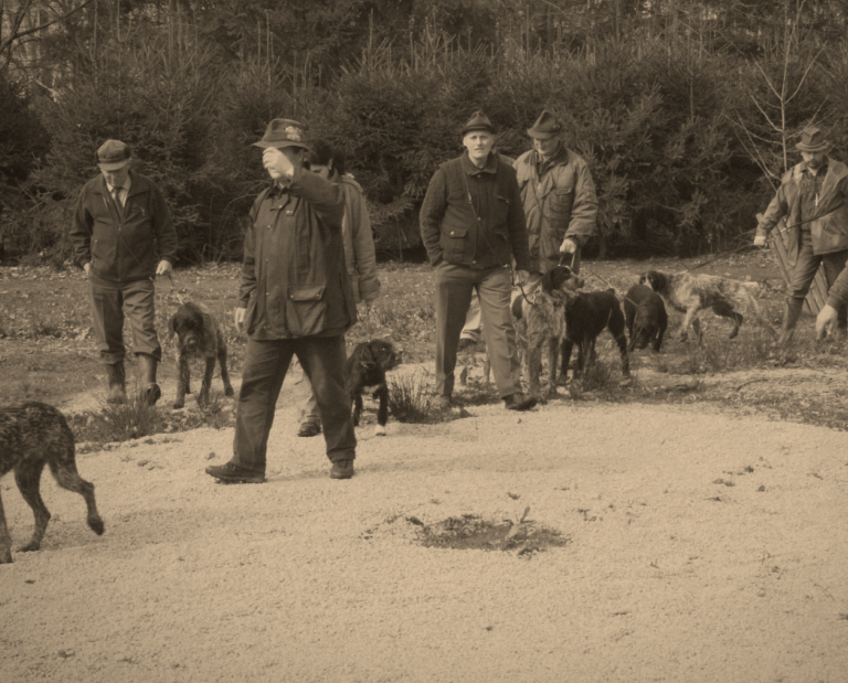 Český Fousek dogs in a historical image.