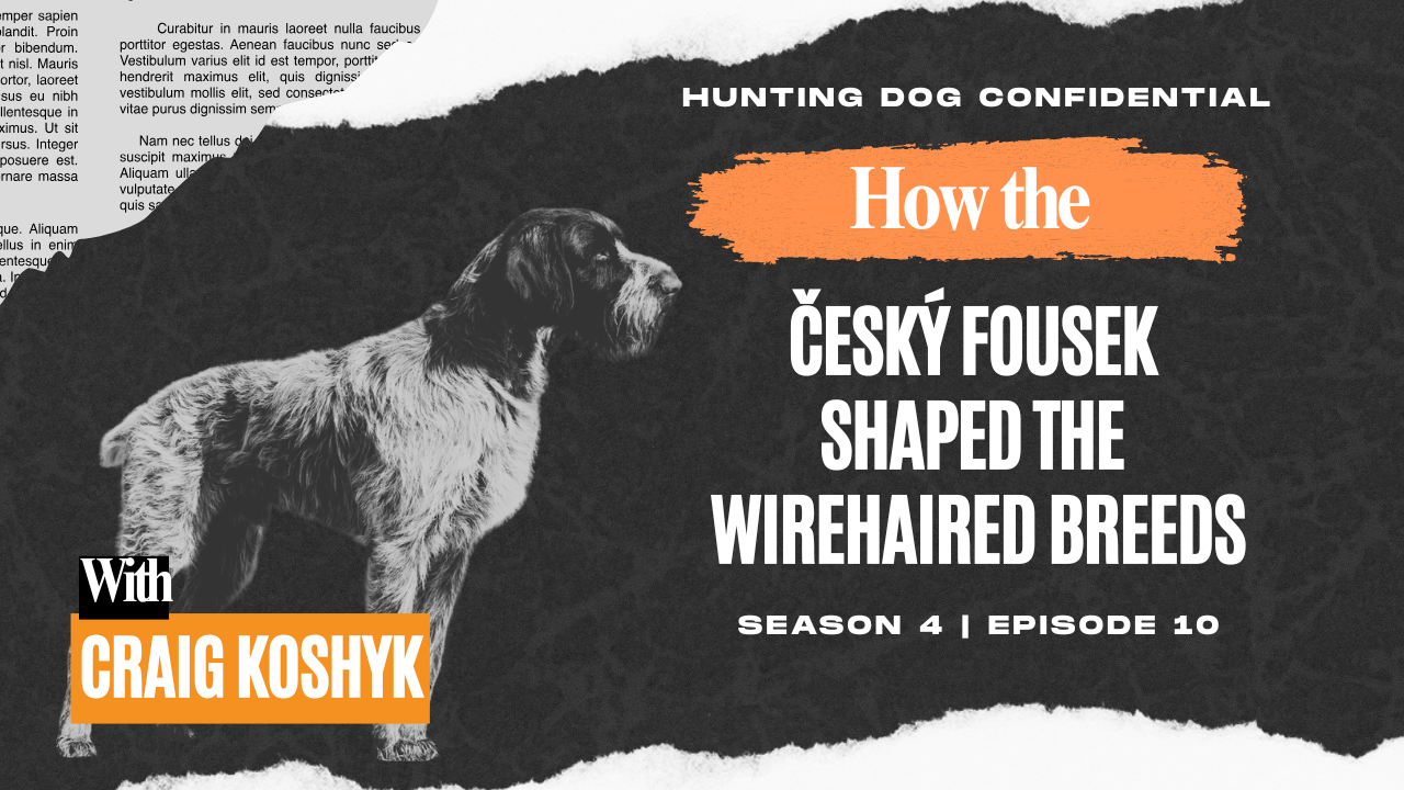 Cesky Fousek Video Cover