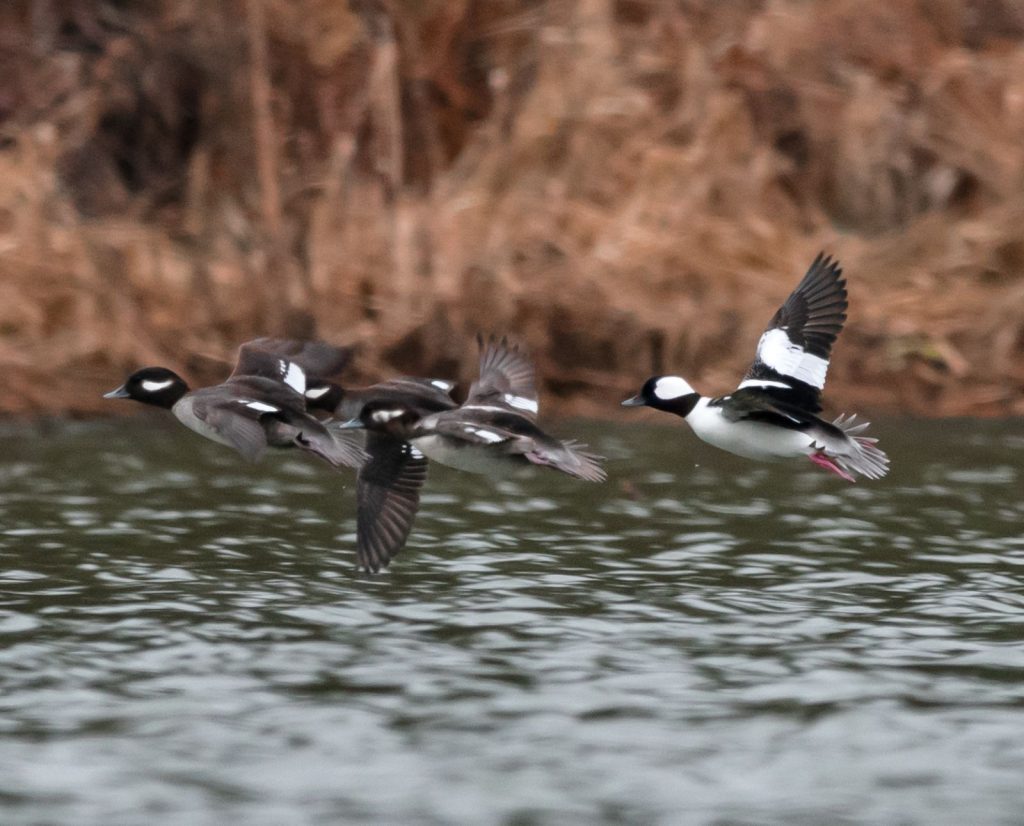 Bufflehead ducks in flight while hunting in the fall.