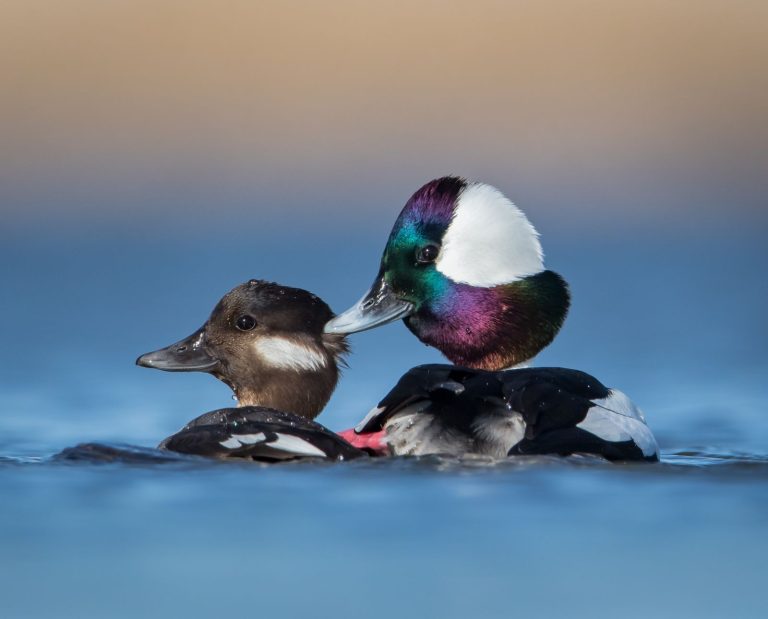 A male and female bufflehead ducks swimming in the water.