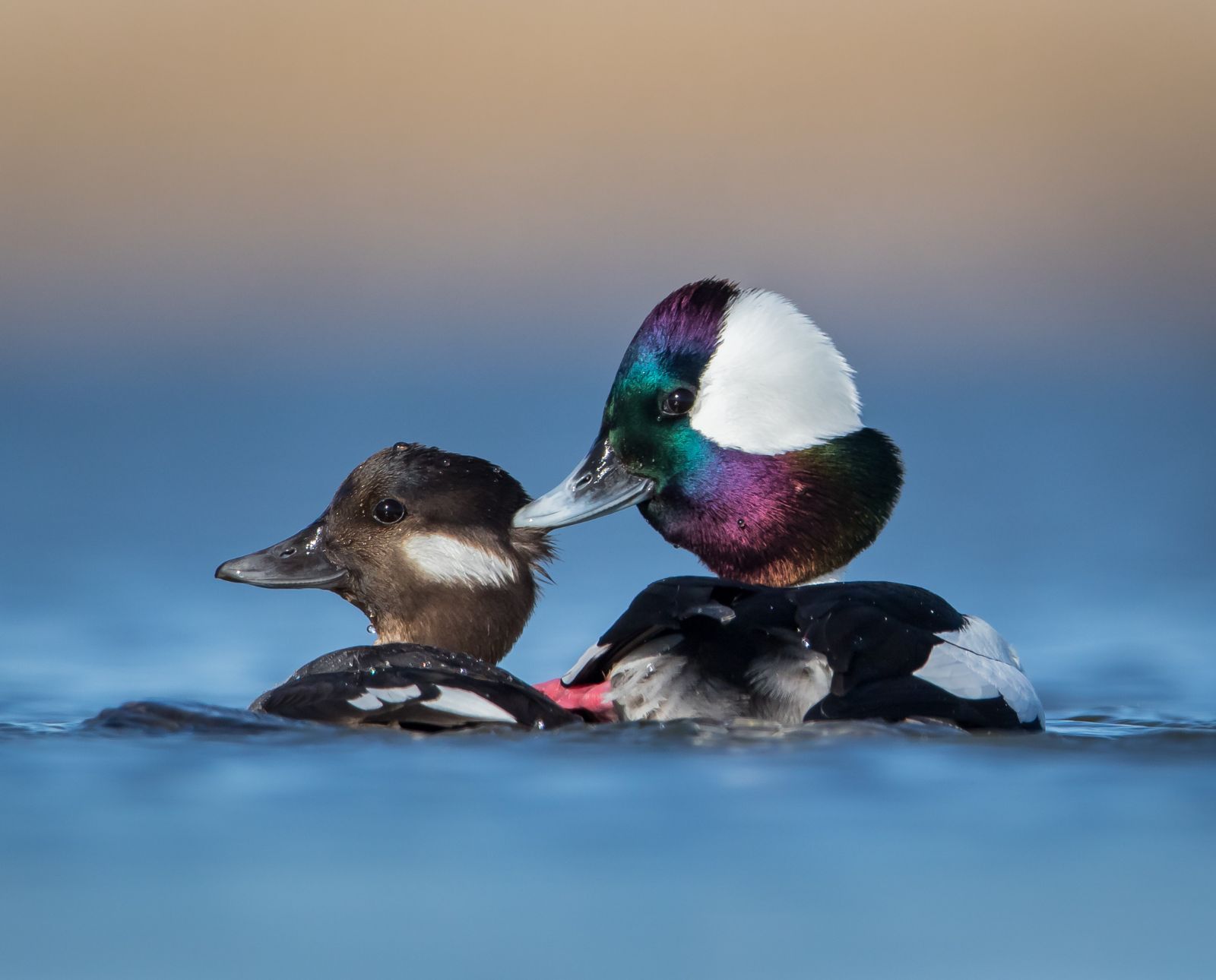A male and female bufflehead ducks swimming in the water.