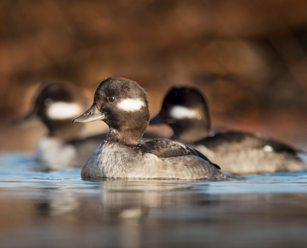 Three female bufflehead ducks showing off their white facial markings.