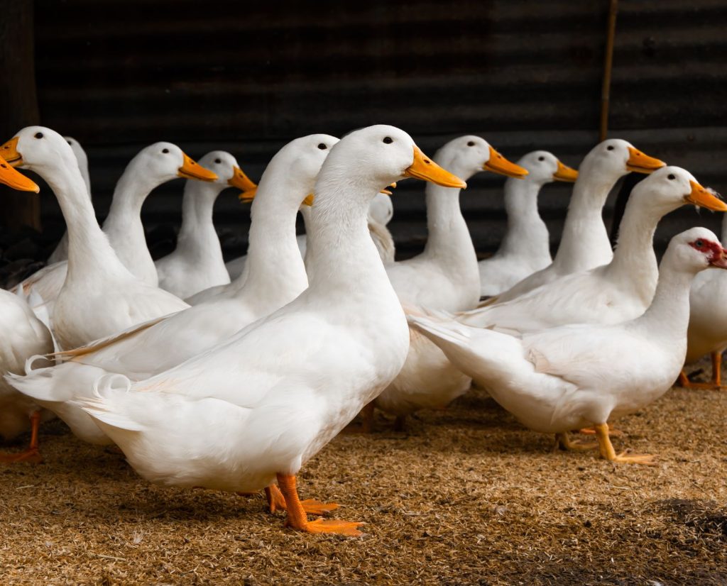 Pekin duck flock on a farm producing meat and eggs.