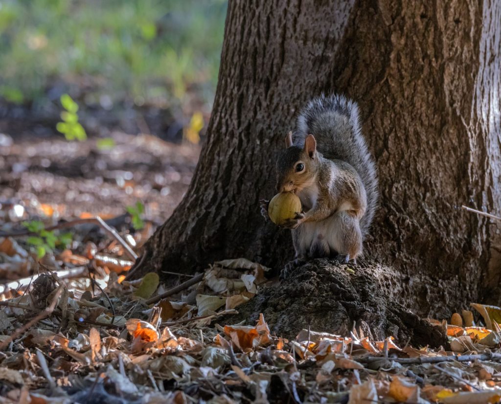 Gray squirrel eating a hickory nut in the forest during the early season.