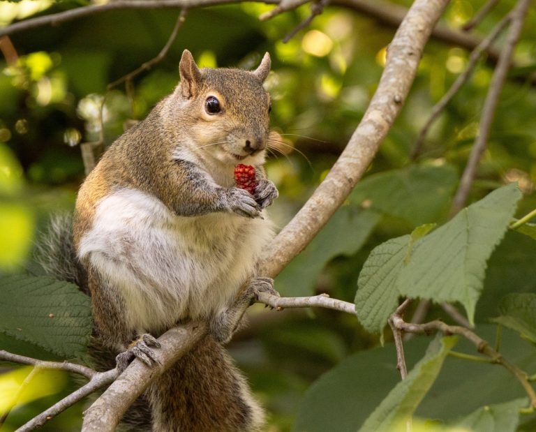 A gray squirrel eating a ripe mulberry during the early season.