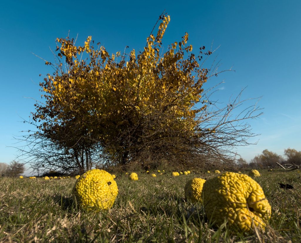 An osage orange tree with fruit on the ground.