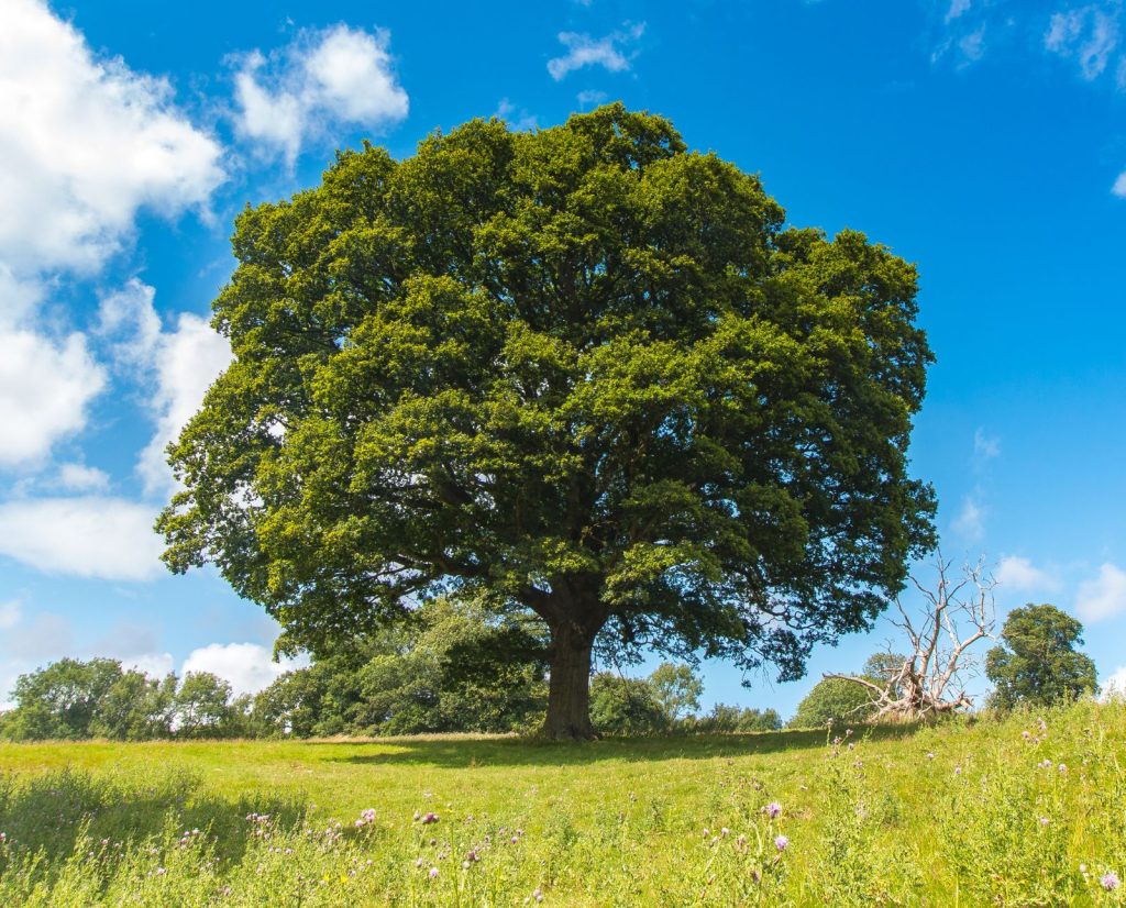 An oak tree in a meadow near a patch of woods.