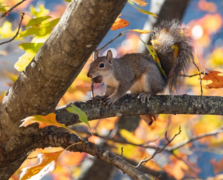 A gray squirrel eating an acorn in an oak tree.
