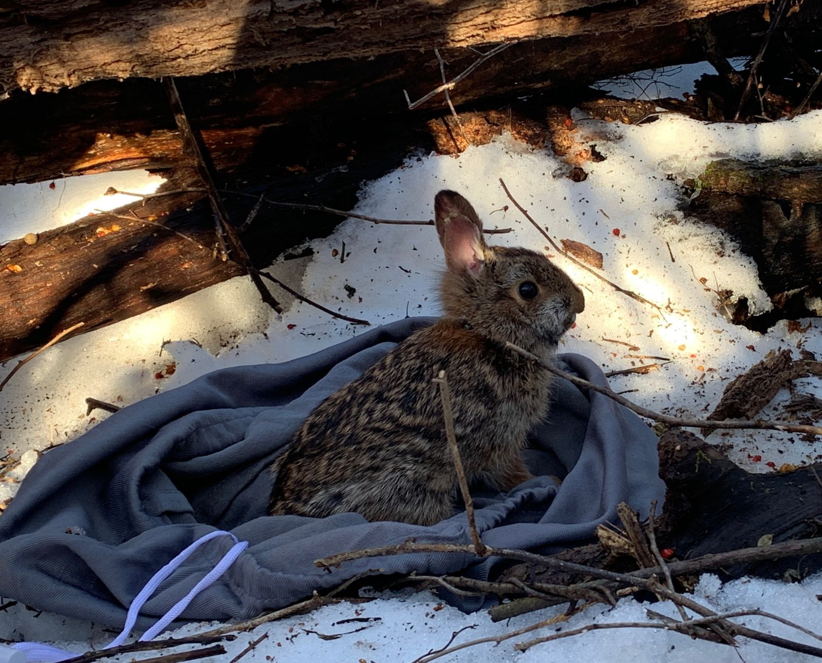 A new england cottontail that was captured as part of a conservation-based research project.