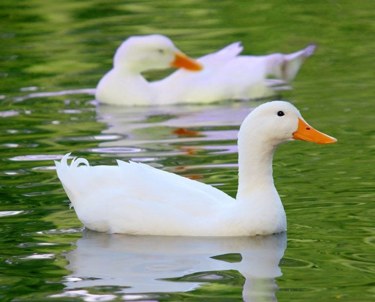 Domestic Pekin ducks swimming on a farm
