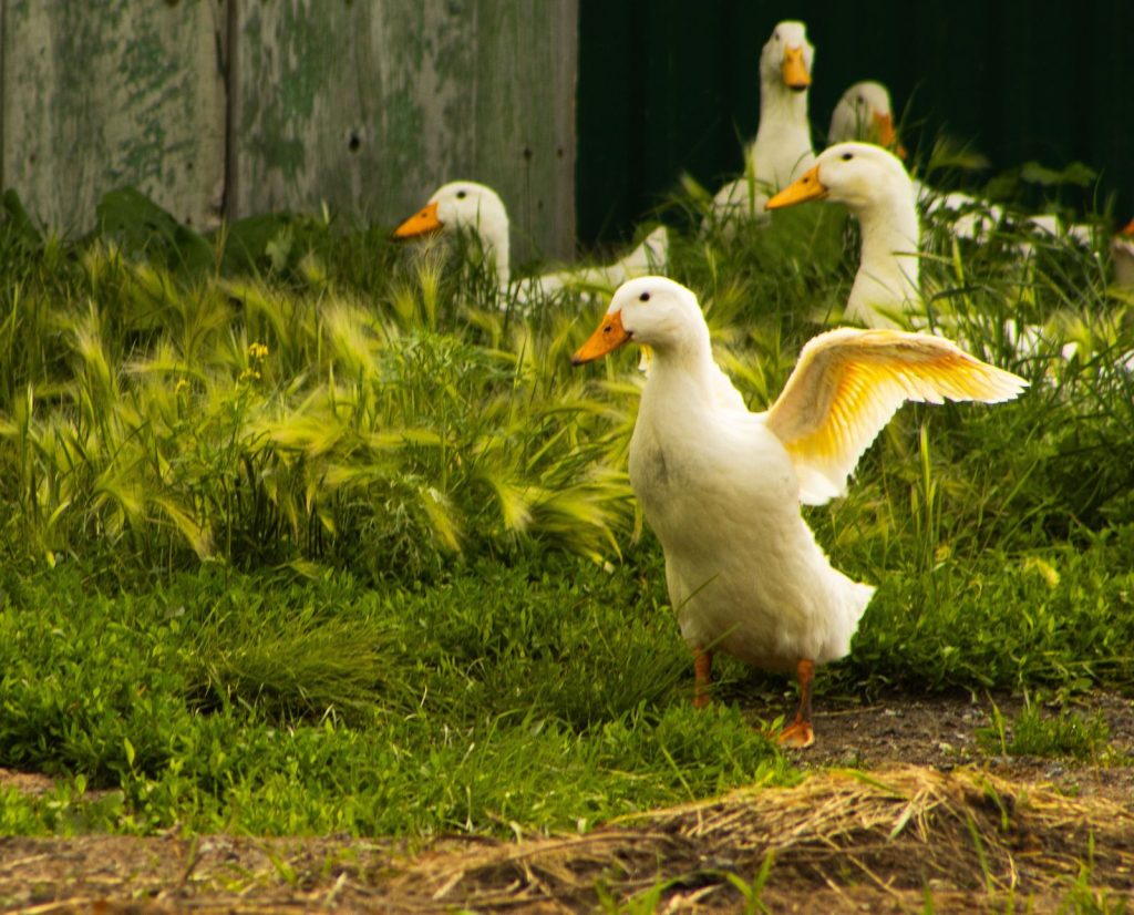 Pekin ducks free ranging on a farm or homestead