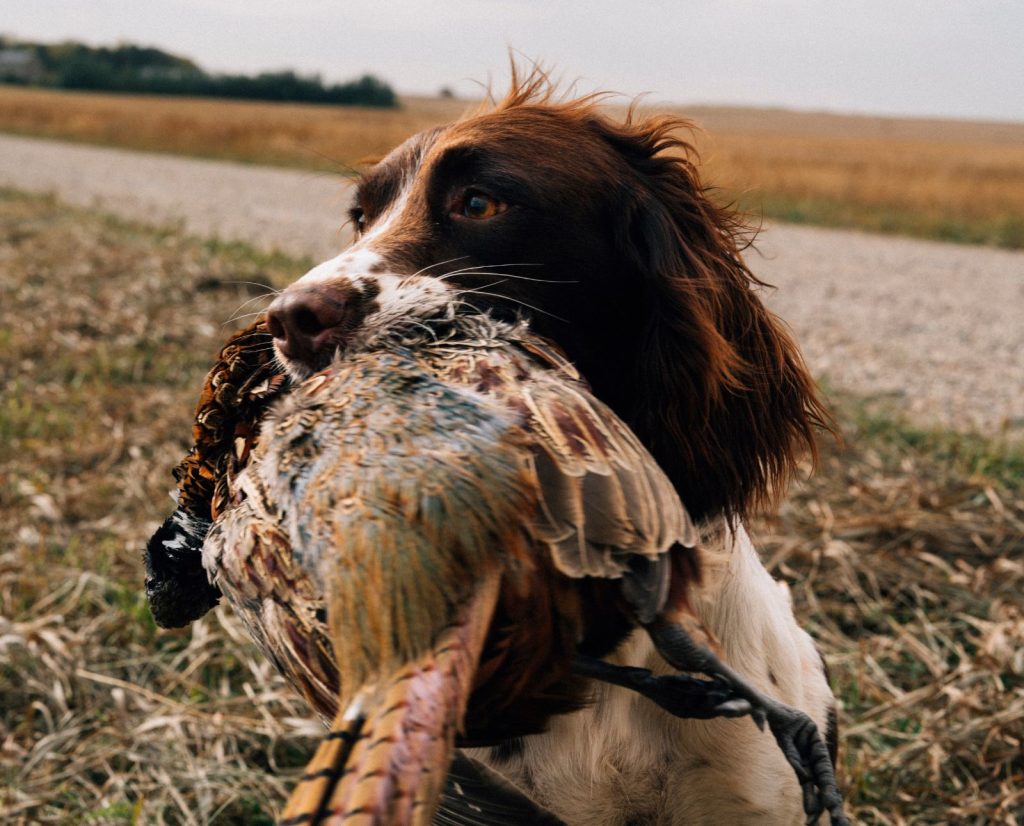 A Springer Spaniel holding a pheasant after a bird hunt on private land.
