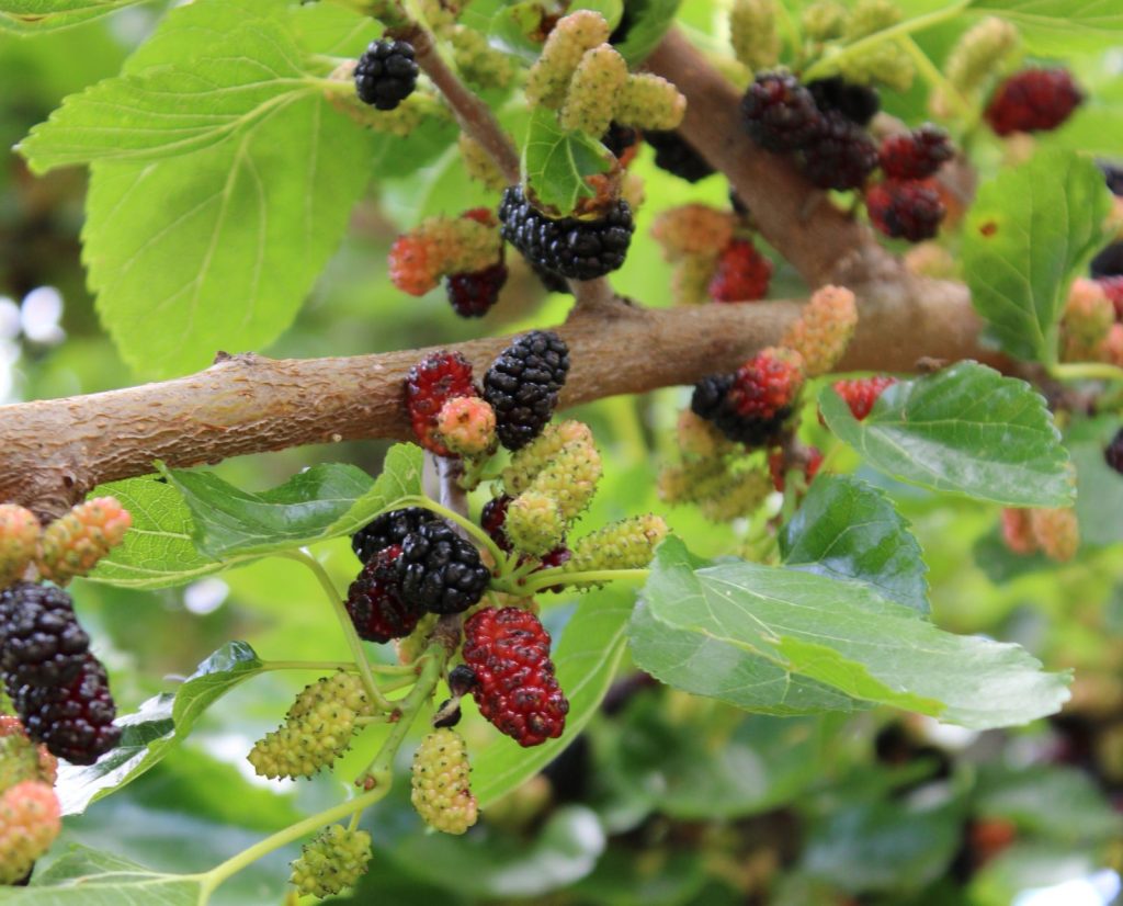 Mulberries ripening on a tree during the summer.
