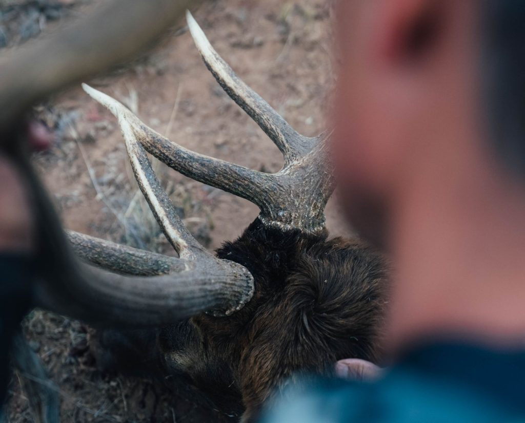 A big game hunter admires a dead elk after using hunting skills to experience a successful hunt.