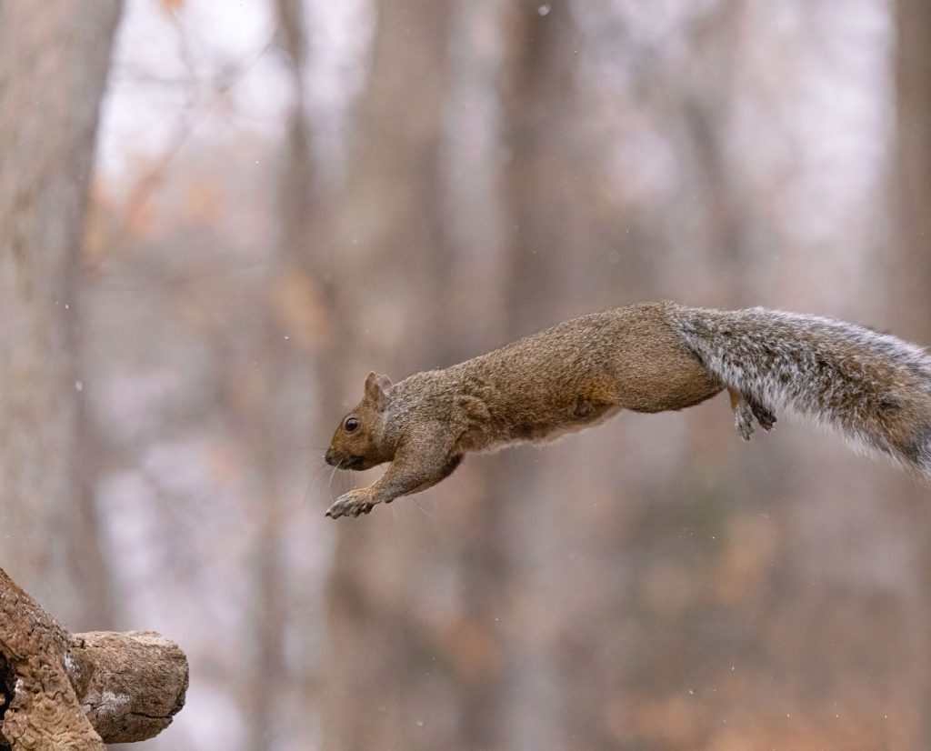A leaping gray squirrel teaches attention to detail and awareness when small game hunting.