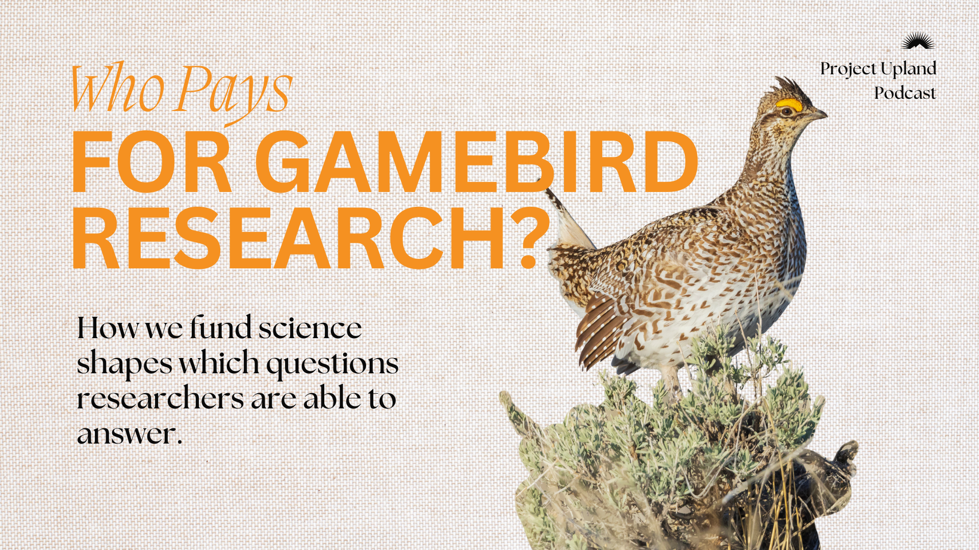 Youtube cover for gamebird research episode.