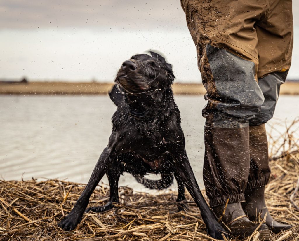 A black labrador retriever shakes water off its thick coat after retrieving a training dummy.