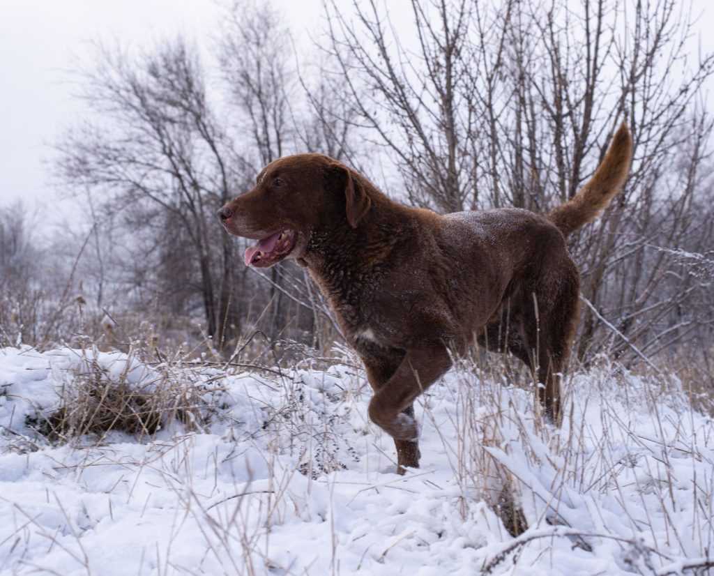 A chesapeake bay retriever walks through the snow and cold with its rugged oily coat.
