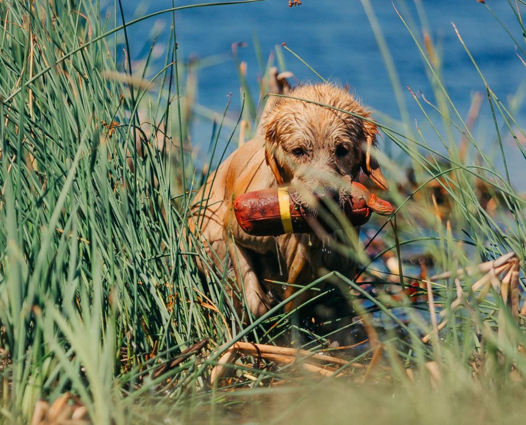 A golden retriever retrieves a bumper from the water during training.