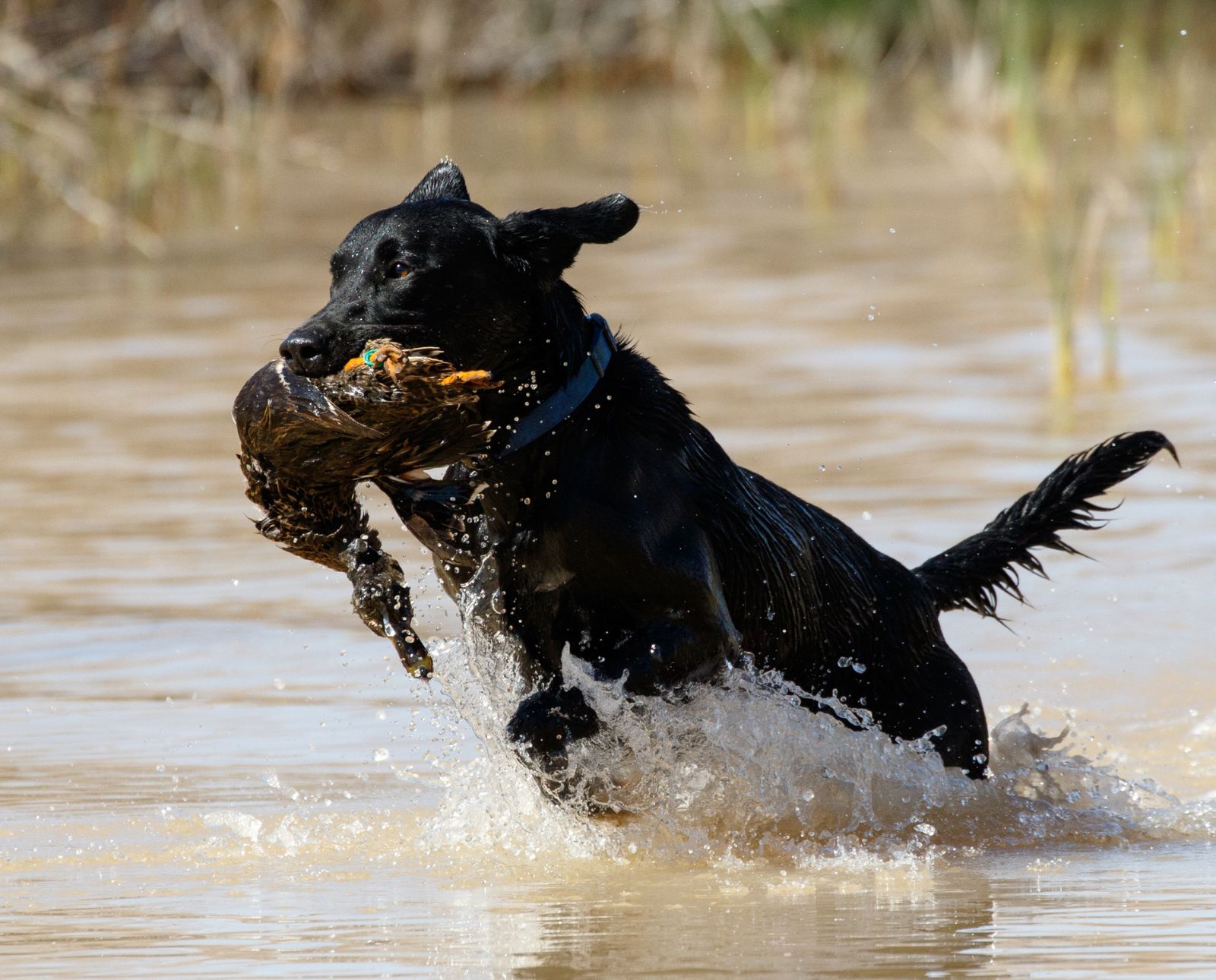 When comparing labrador retrievers, golden retrievers, and chesapeake bay retrievers, purpose, temperament, and work ethic come into play.