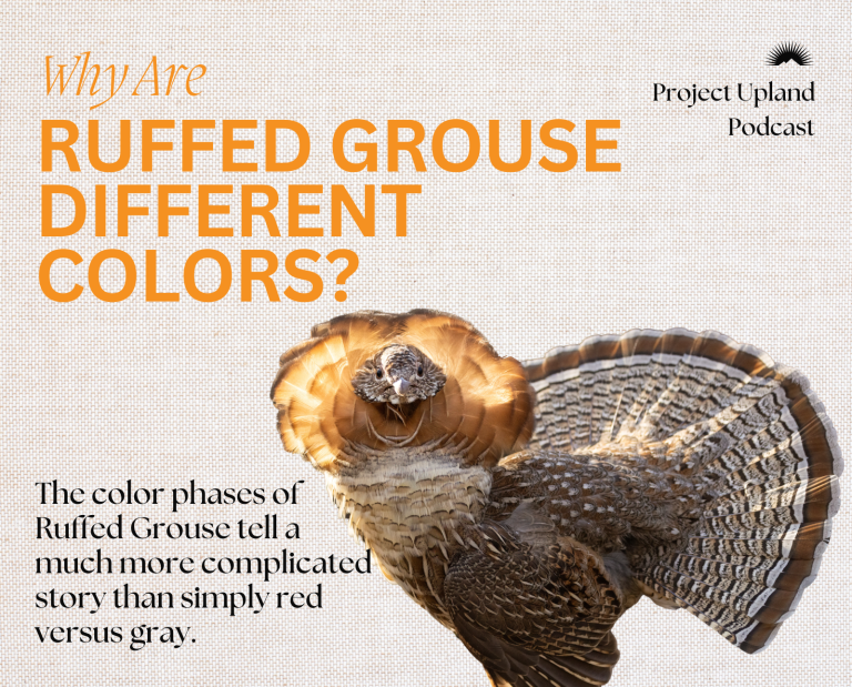 A red phase ruffed grouse.