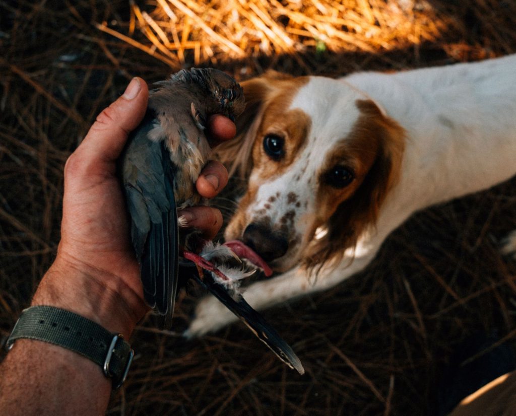 A mourning dove and a solo dove hunter's retriever, a cocker spaniel.