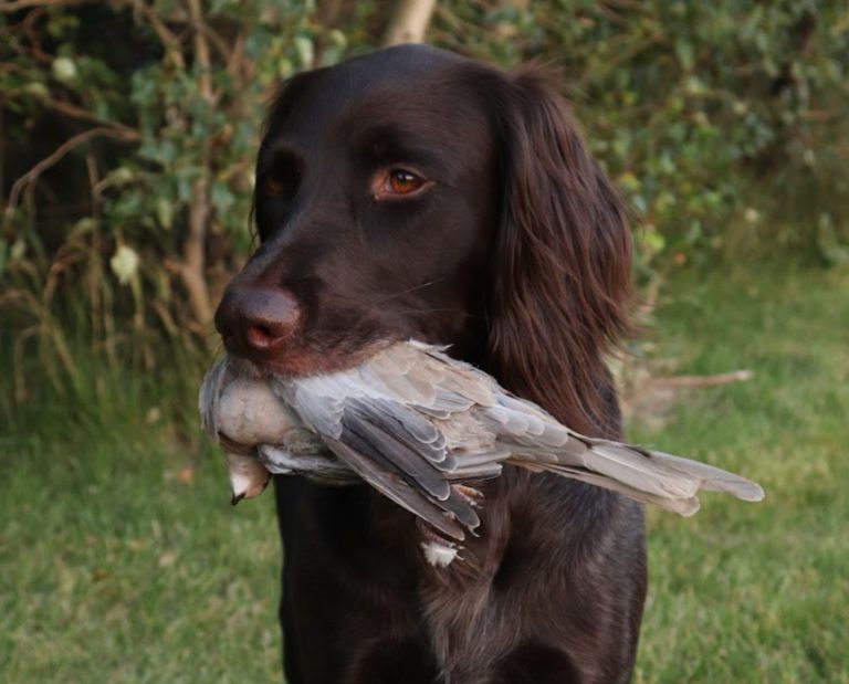 A Deutsch Langhaar retrieves a Eurasian collared-dove while dove hunting.