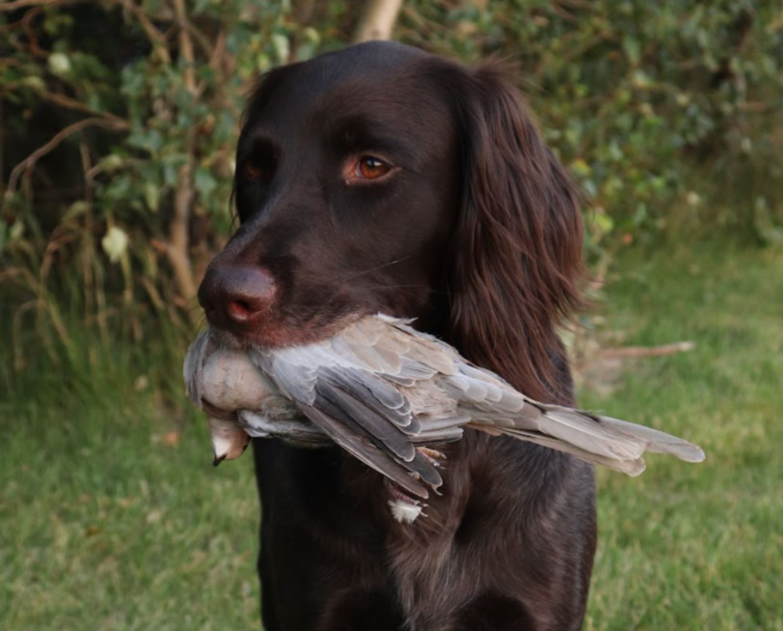A Deutsch Langhaar retrieves a Eurasian collared-dove while dove hunting.