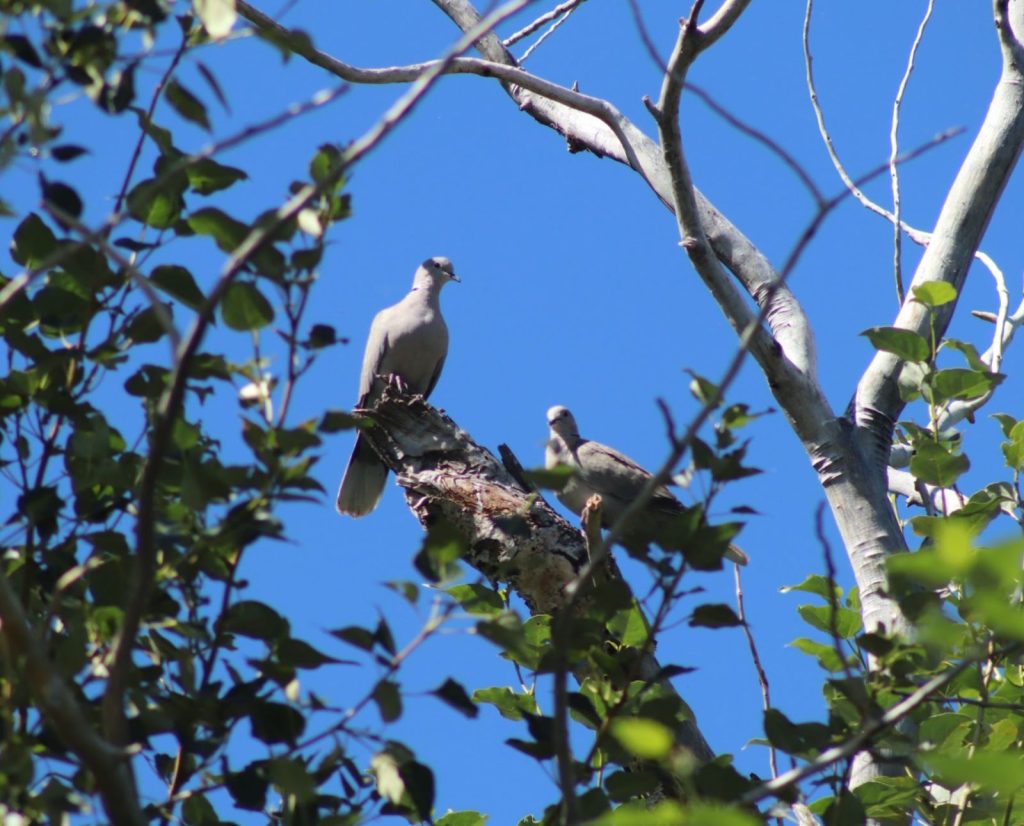 Two eurasian collared-doves sit in a tree in Washington.