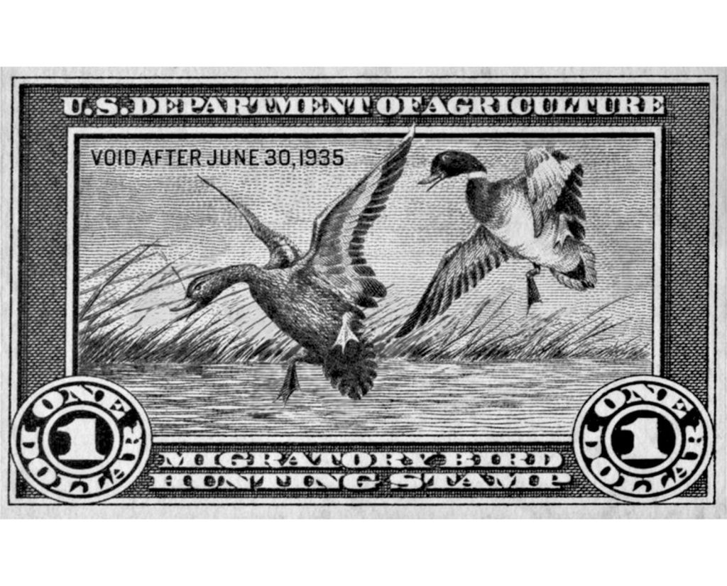 5 1934 Duck Stamp: The first federally mandated duck stamp was printed in 1934 and sketched by Ding Darling. Collection of the author.