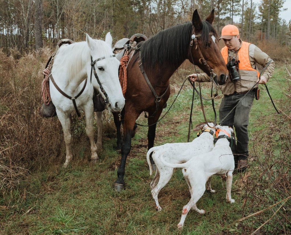 A hunter handles two horses and two pointers while hunting bobwhite quail in Virginia.
