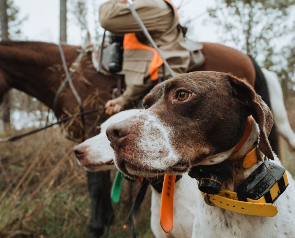 Pointers leashed to a hunter on a horse while bobwhite quail hunting in Virginia.