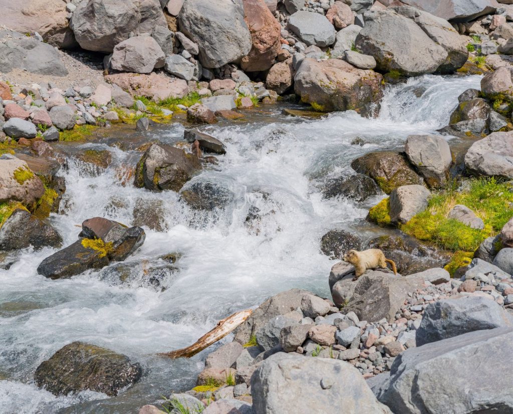 a marmot sitting on a rocky by a stream in the rocky mountains.