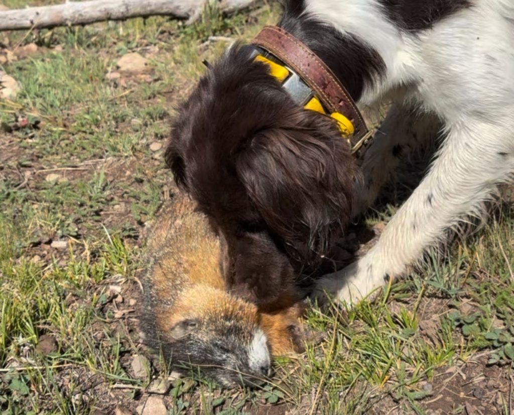 A small munsterlander sniffs a marmot while marmot hunting in colorado.
