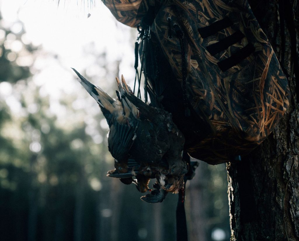 Solo dove hunting gear includes a backpack.