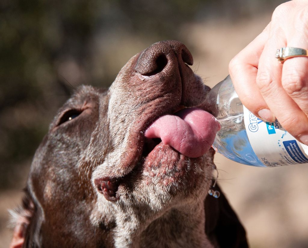A GSP drinks water while bird hunting because the owner reviewed her bird hunting gear checklist.