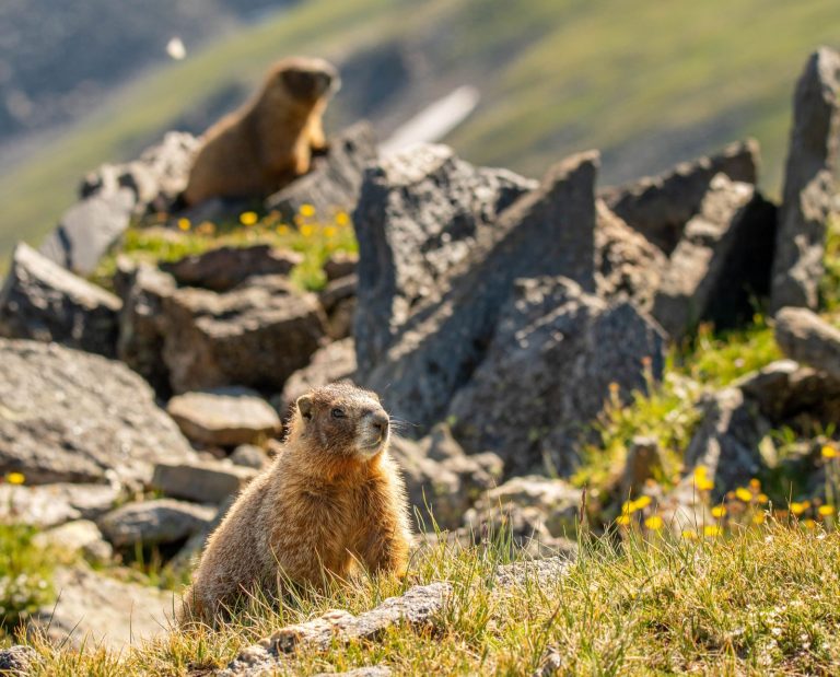 two yellow bellied marmots on rocks in colorado during hunting season.