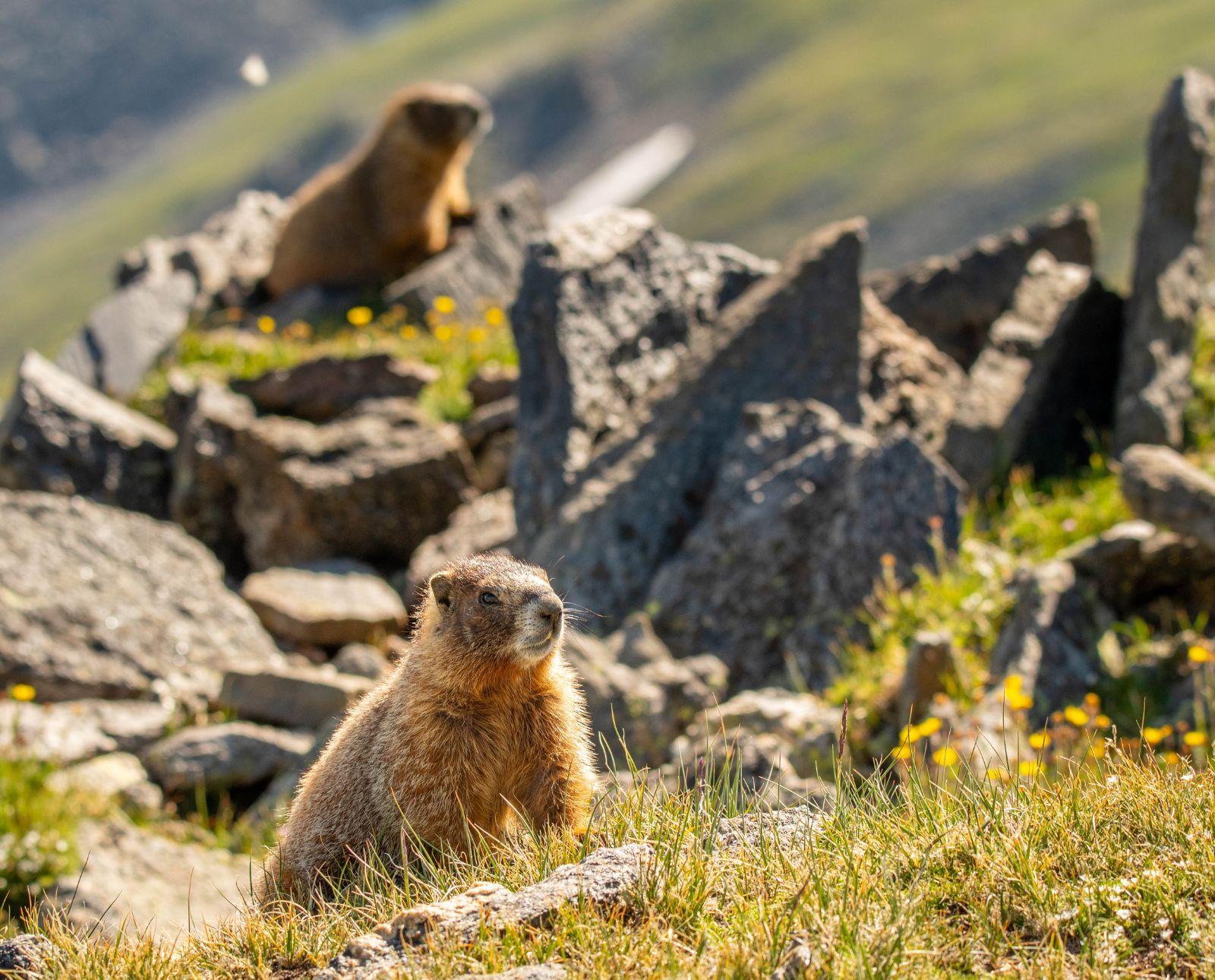two yellow bellied marmots on rocks in colorado during hunting season.