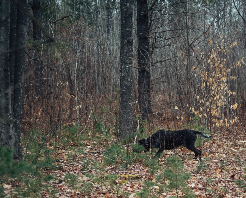 A dog on point while hunting woodcock.