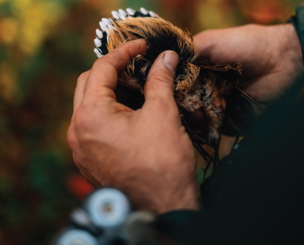 Woodcock tail feathers often called woodcock teeth.