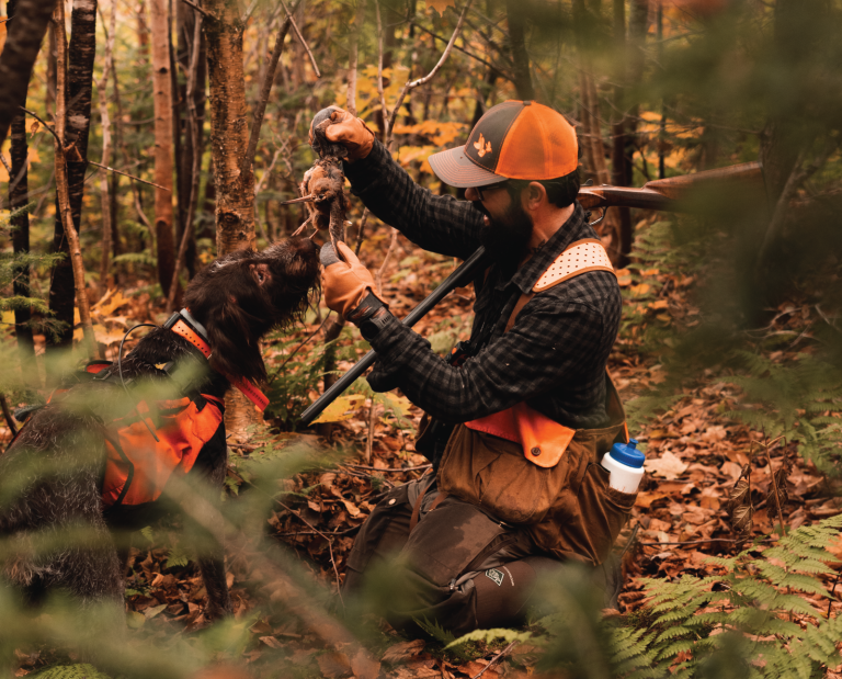 A dog retrieves a woodcock back to the hunter.